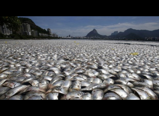 More dead fish found in Rio Olympic lake